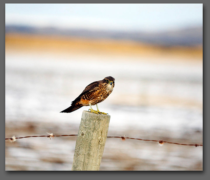 karearea NZ falcon
