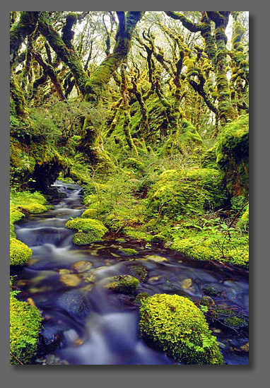 NZ Natural Widerness