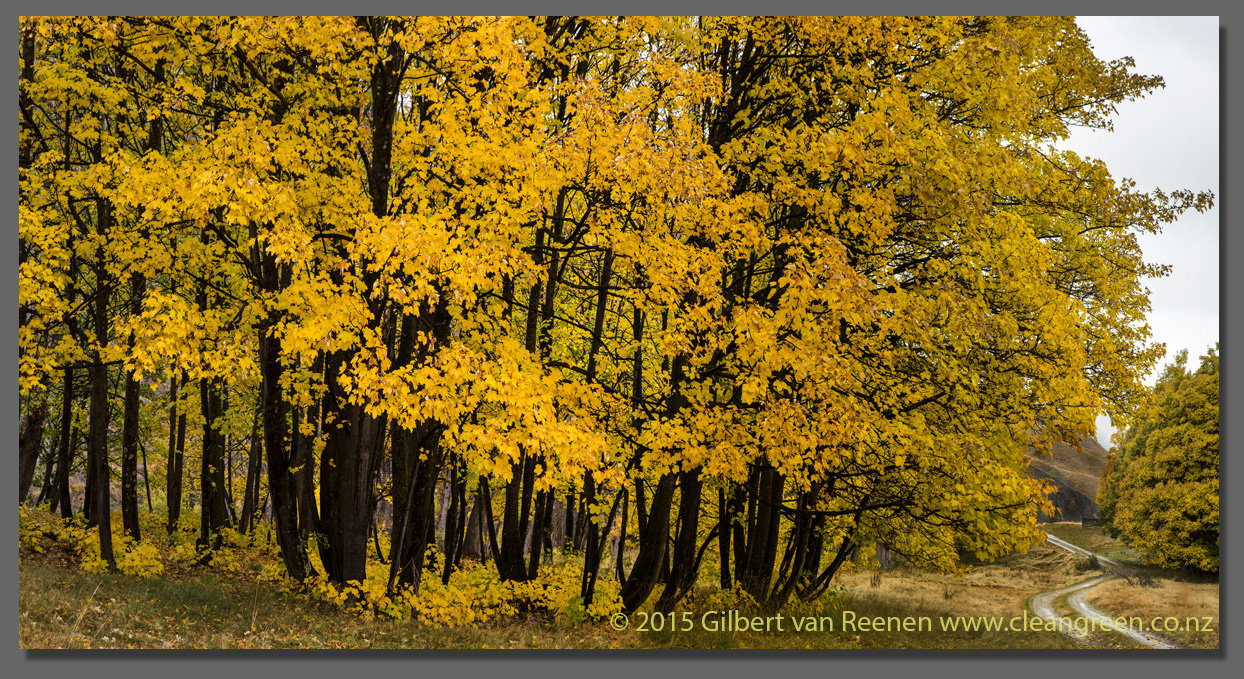 Macetown Autumn Colours